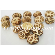 2-2.5cm Secado Comestible Flor Blanca Shiitake